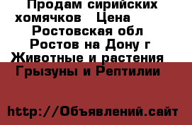 Продам сирийских хомячков › Цена ­ 100 - Ростовская обл., Ростов-на-Дону г. Животные и растения » Грызуны и Рептилии   